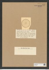 Actinocyclus pruinosus Castr. (de-Toni-Nr.: Genus 195, Species 4774) Zeichnungen Sammlung Grunow Nr. 8408 (NHMW-BOT-W0377848)